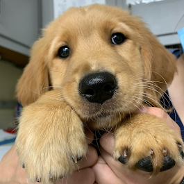Shiloh Veterinary Hospital